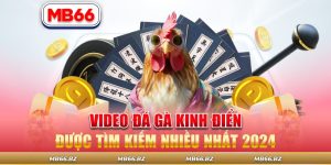 Video đá gà kinh điển